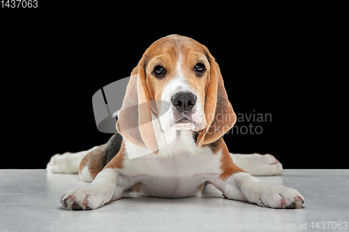 Image of Studio shot of beagle puppy on black studio background