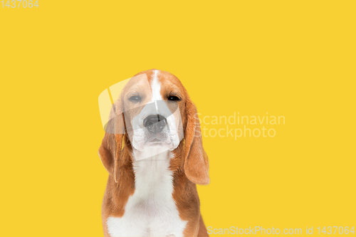 Image of Studio shot of beagle puppy on yellow studio background