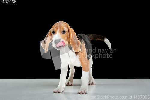 Image of Studio shot of beagle puppy on black studio background