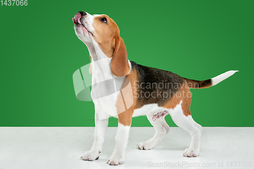 Image of Studio shot of beagle puppy on green studio background