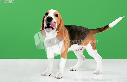 Image of Studio shot of beagle puppy on green studio background