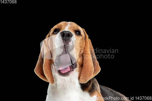 Image of Studio shot of beagle puppy on black studio background