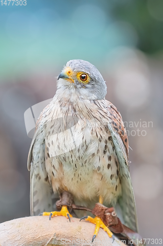 Image of Common Kestrel (Falco Tinnunculus)