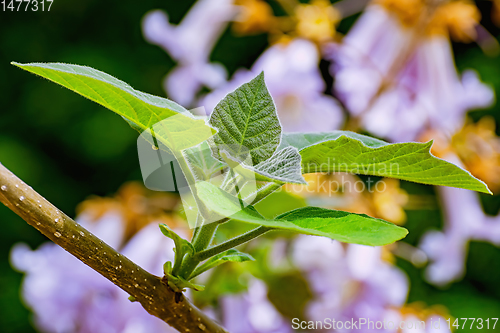 Image of Young leaves on a branch
