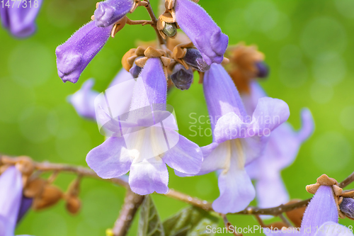 Image of Paulownia Fortunei Flowers