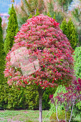 Image of Tree in blossom