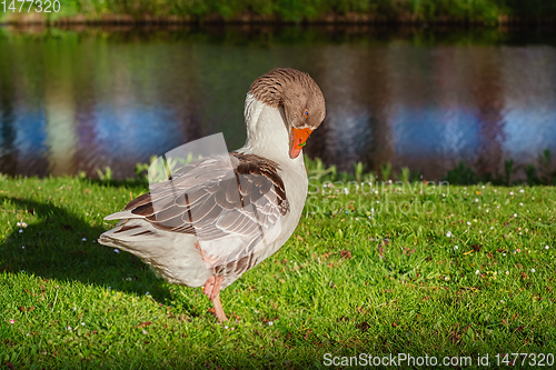 Image of Grey Goose on the Grass