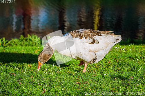 Image of Grey Goose on the Grass