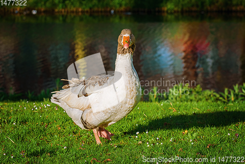 Image of Grey Goose on the Grass