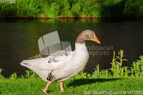 Image of Grey Goose on the Grass