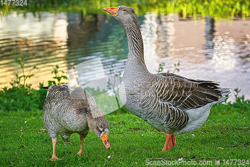 Image of Grey Geese on the Grass