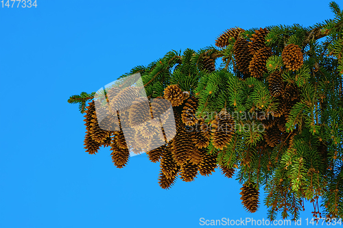Image of Branch of spruce with strobiles