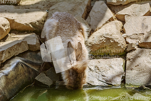 Image of Rabbit drinks water