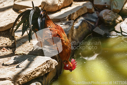 Image of Rooster drinks water