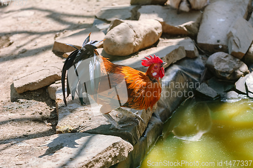 Image of Rooster on the Stone