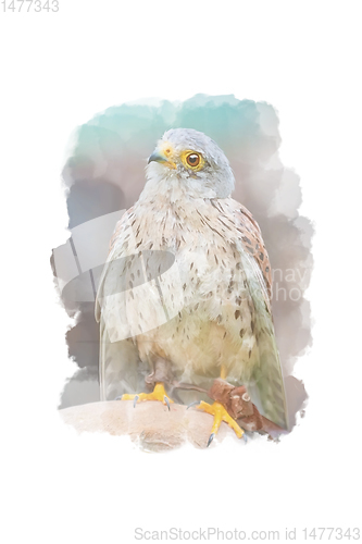 Image of Digitally drawing (watercolor style) of common kestrel