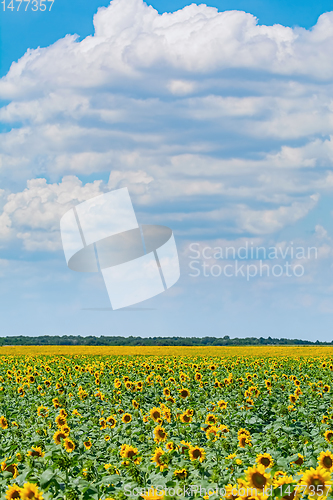 Image of Sunflowers Field in Bulgaria