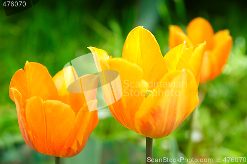 Image of Orange tulip