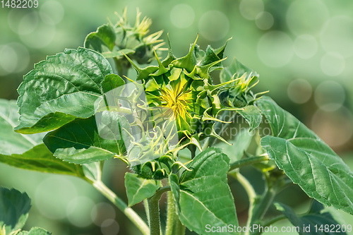 Image of Young unblown sunflower 