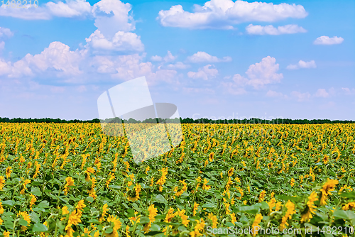 Image of Sunflowers Field in Bulgaria