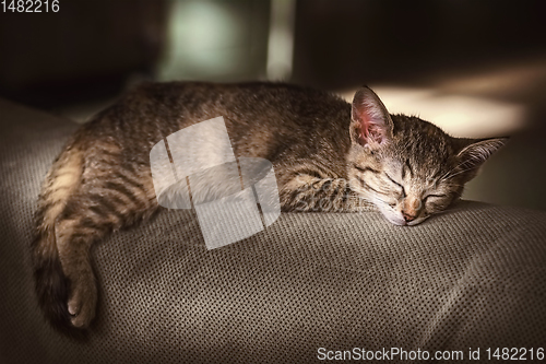 Image of Portrait of Sleeping Kitten
