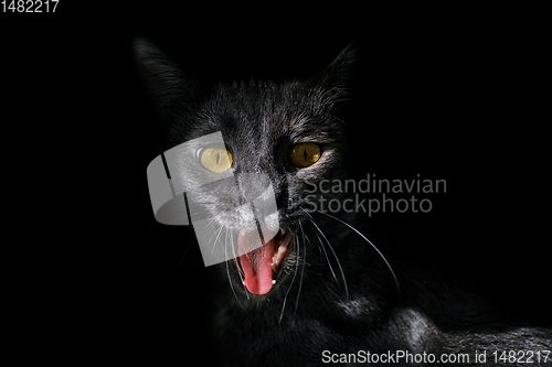 Image of Portrait of an angry cat