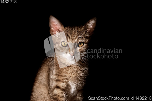 Image of Portrait of Kitten