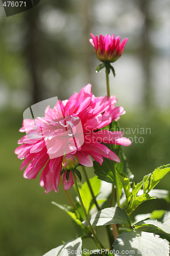 Image of Dahlia