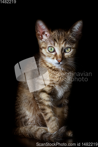 Image of Portrait of Kitten