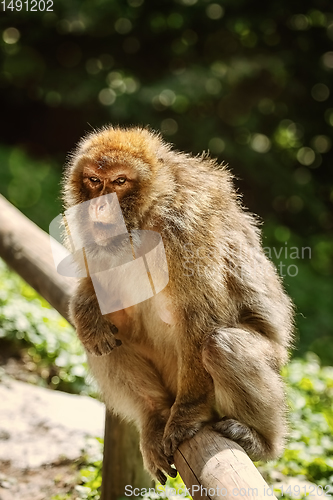 Image of Barbary Macaque (Macaca Sylvanus)