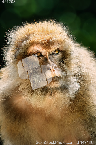 Image of Barbary Macaque (Macaca Sylvanus)