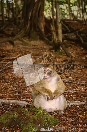 Image of Barbary Macaque (Macaca Sylvanus)