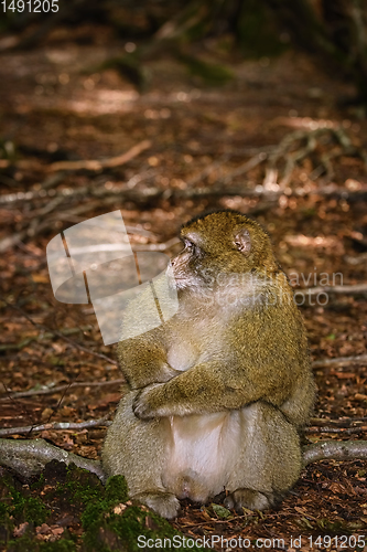 Image of Barbary Macaque (Macaca Sylvanus)
