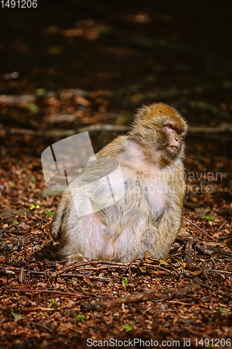 Image of Barbary Macaque (Macaca Sylvanus)