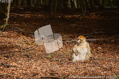 Image of Barbary Macaque (Macaca Sylvanus)