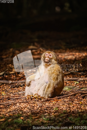 Image of Barbary Macaque (Macaca Sylvanus)