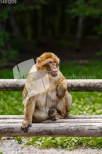 Image of Barbary Macaque (Macaca Sylvanus)