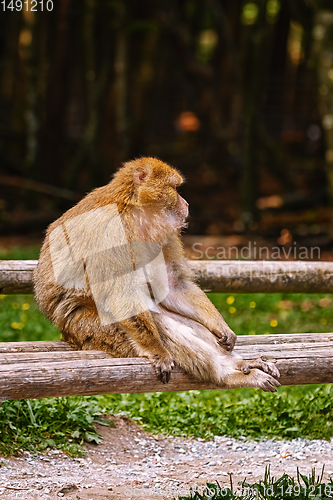 Image of Barbary Macaque (Macaca Sylvanus)