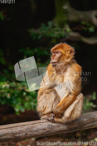 Image of Barbary Macaque (Macaca Sylvanus)