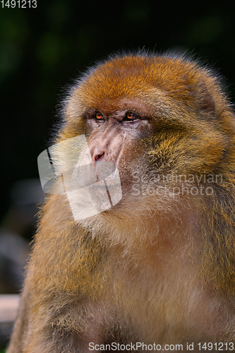 Image of Barbary Macaque (Macaca Sylvanus)