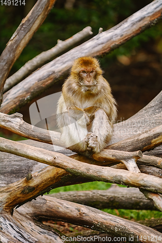 Image of Barbary Macaque (Macaca Sylvanus)