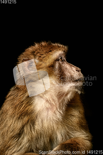 Image of Barbary Macaque (Macaca Sylvanus)