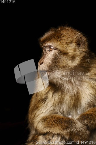 Image of Barbary Macaque (Macaca Sylvanus)