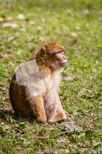 Image of Barbary Macaque (Macaca Sylvanus)