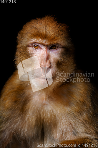 Image of Barbary Macaque (Macaca Sylvanus)