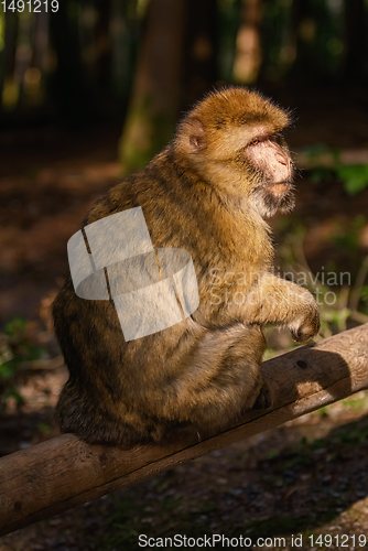 Image of Barbary Macaque (Macaca Sylvanus)