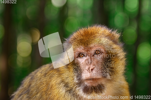 Image of Barbary Macaque (Macaca Sylvanus)