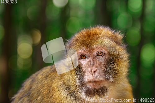 Image of Barbary Macaque (Macaca Sylvanus)