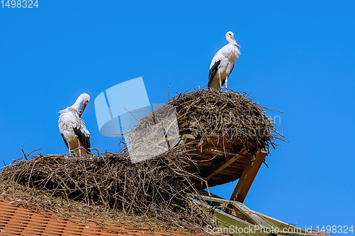 Image of Storks in the nest 