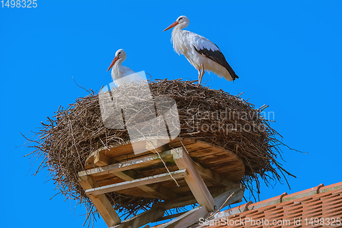 Image of Storks in the nest 